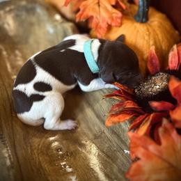 German Shorthaired Pointer Puppies from The W5 Ranch
