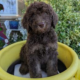 Blue Collar Male - Phantom male Poodle puppy in Tehama County, California from Hals Pals K9s