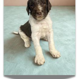 Glacier - Parti male Goldendoodle puppy in Ellenburg Center, New York from Kristin's Puppies