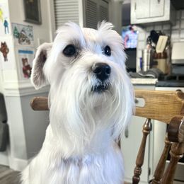 Tucker - Miniature Schnauzer