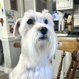 Tucker - Miniature Schnauzer