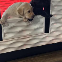 Labrador Retriever Puppies from County Line Gun Dogs