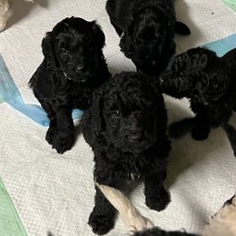 Goldendoodle, Golden Retriever, and Poodle Puppies from Angelic Goldens