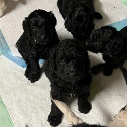 Goldendoodle, Golden Retriever, and Poodle Puppies from Angelic Goldens