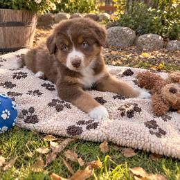 Thackery - Red tri-color male Australian Shepherd puppy in Placerville, California from BFF Aussies