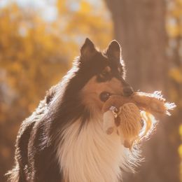 Collies from Chivalrous Collies