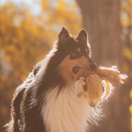 Collies from Chivalrous Collies