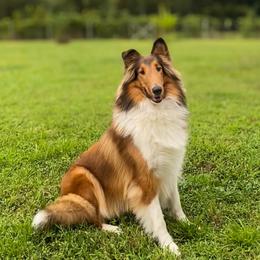 Sanibel - Collie