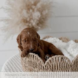 Tigger - Red  male Goldendoodle puppy in Roanoke Rapids, North Carolina from Sweeter than Honey Doodles