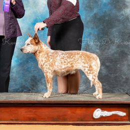 Diamond - Australian Cattle Dog
