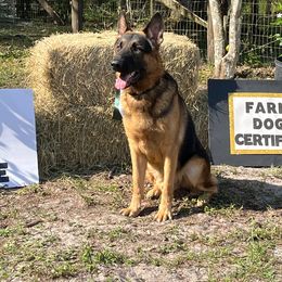 Casino - German Shepherd