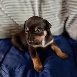 Lykos Wiccan - Black white and tan male Xoloitzcuintli puppy in Manitowoc, Wisconsin from Wonderland Kennel