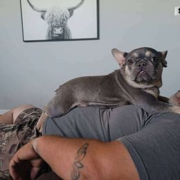 Mogwai - French Bulldog