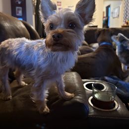 Yorkshire Terrier puppies from Carney Kennels