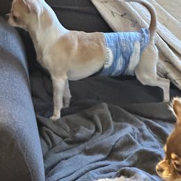 Chase - Chihuahua