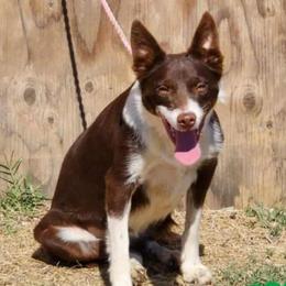 Royal - Border Collie