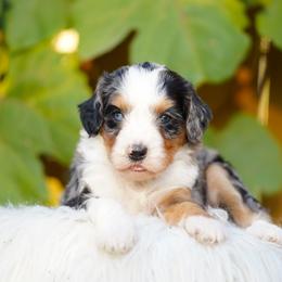 Cherry - Blue merle female Bernedoodle puppy in Spokane, Washington from Lilac City Doodles