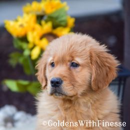 Golden Retriever and Siberian Husky Puppies from HuskiesAndGoldensWithFinesse