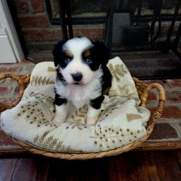 Miniature Australian Shepherd Puppies from Nate Black