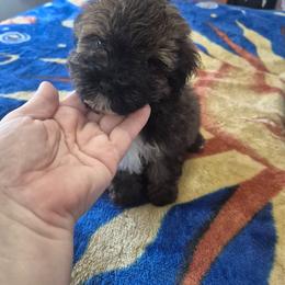 Teddy - Black & tan tri-color male Maltipoo puppy in Everett, Washington from Meadows Ranch