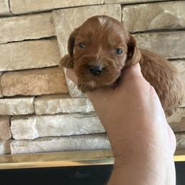 Moscato - Red male Cockapoo puppy in Connersville, Indiana from MoonShine Babies