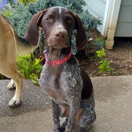 German Shorthaired Pointer All Grown Up from Tricia's GSPs