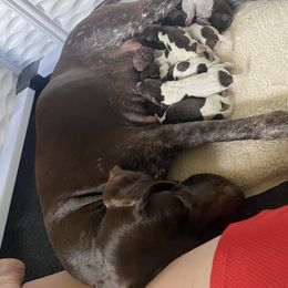 German Shorthaired Pointer Puppies from Lauren Kennedy