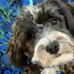 Havanese from Havta Hav R Havanese