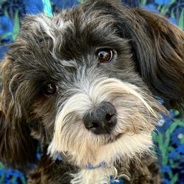 Havanese from Havta Hav R Havanese