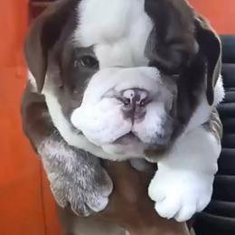 Brownie - Chocolate tri-color female Bulldog puppy in Cumming, Georgia from Happy Place Kennels