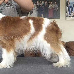 Cavalier King Charles Spaniel and Xoloitzcuintli Puppies from Kingslee Cavaliers