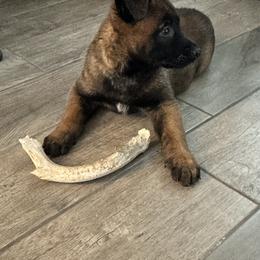 Belgian Malinois Puppies from Focused Obedient Belgian Malinois