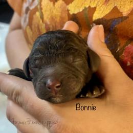 Bonnie - Brown female Poodle puppy in Sedalia, Missouri from Farmer Brown's Puppies
