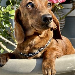 Napa - Dachshund