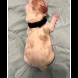 Black collar Male - Red and white male Basset Hound puppy in Columbia, South Carolina from Pawmetto Hounds