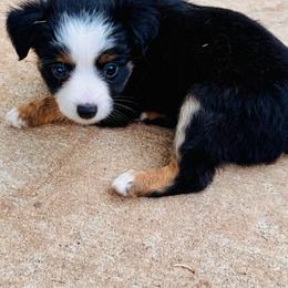 Blk Tri girl - Black tri female Toy Australian Shepherd puppy in Oklahoma City, Oklahoma from Faith River Aussies