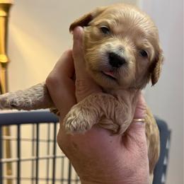 Yellow collar - Cream female Goldendoodle puppy in Indianapolis, Indiana from ZuGolden Retrievers & Doodles
