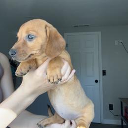 Dachshund puppies from Raws Doxies