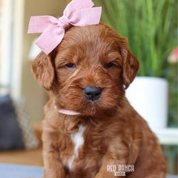 Minnow - Red  female Goldendoodle puppy in Salado, Texas from Red Ranch Dogs