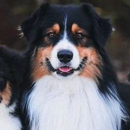 Australian Shepherds from Impact Australian Shepherds
