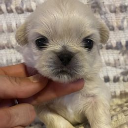 Biscuit - Cream Pekingese puppy in Marshall, North Carolina from Wild Flower Pekingese