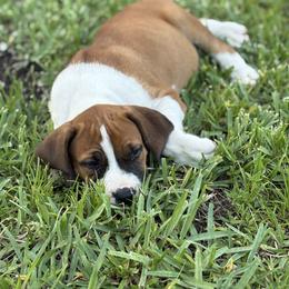 Belfast Pink Collar - Irish marked female Boerboel puppy in Florida from CLAD Guard Boerboels