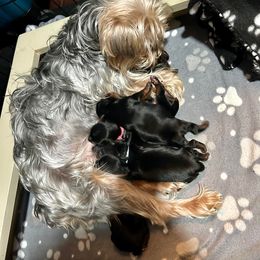 Boy 1 (green collar) - Black and tan Yorkshire Terrier puppy in Springfield, Virginia from Happy Healthy Yorkies