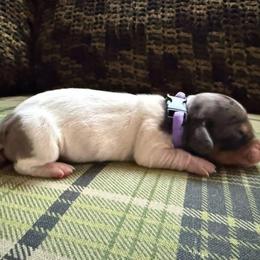 Puppy 4 - Dapple female Dachshund puppy in Riverside, California from Saddle Up Dachshunds