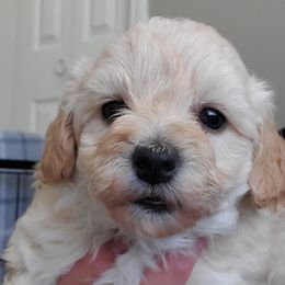 Boy 1 - Apricot Schnoodle puppy in Leitchfield, Kentucky from Eveleigh Acres Puppies