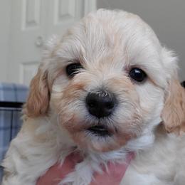 Boy 1 - Apricot Schnoodle puppy in Leitchfield, Kentucky from Eveleigh Acres Puppies