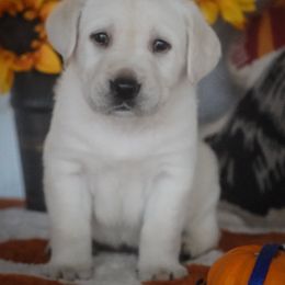 Dark Blue Collar - Yellow male Labrador Retriever puppy in Ridgecrest, California from Black Mountain Service Dogs