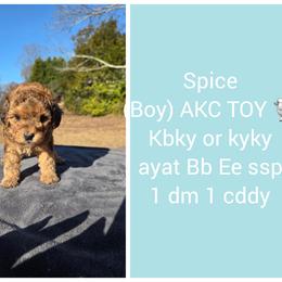 Spice - Sable male Poodle puppy in Taylors, South Carolina from Sosebees toy & mini poodles