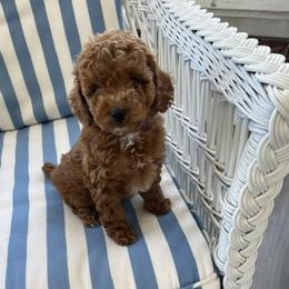 Girl 1 - female Cockapoo puppy in Amherst, Ohio from Cockapoo Companions