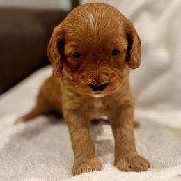 Juniper - Apricot female Goldendoodle puppy in Beaverton, Oregon from Mini Goldendoodles